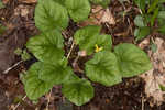 Roundleaf yellow violet